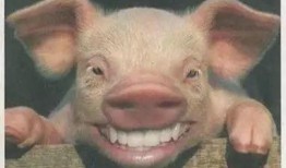 猪哥哥天天爆料视频大全